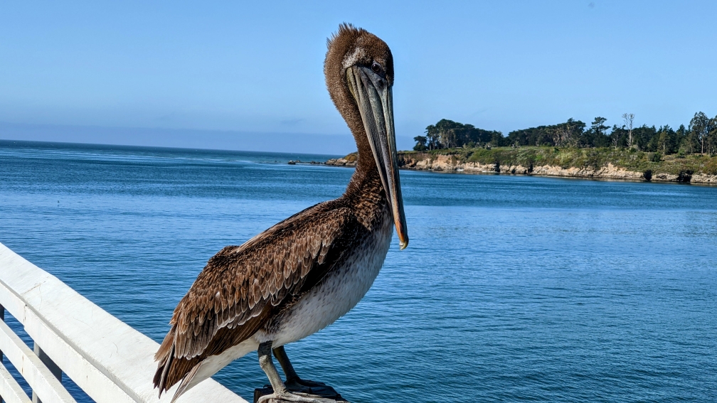 Bez mraků u Golden Gate. Hotovo dvacet pět!